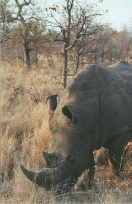 u16/huntl/medium/39095711.SRhino2.jpg