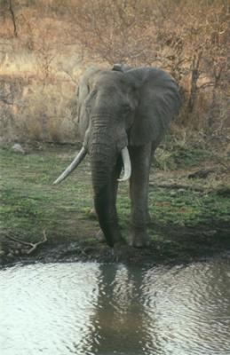 Elephant 1