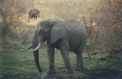 Elephant 2