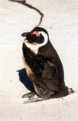 African Penguin 1