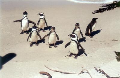 African Penguin 2