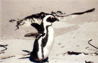 African Penguin 3