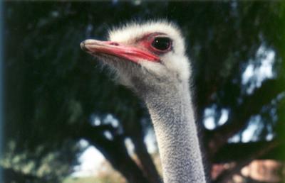 Animals of South Africa