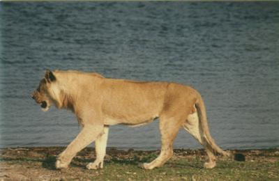 Lion 4