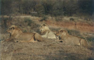 Lion 5