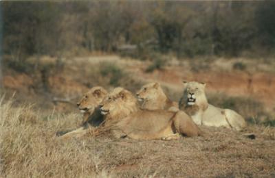 Lion 6