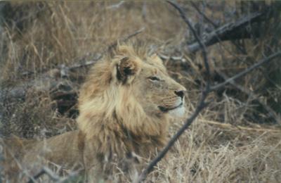 Lion 11
