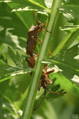 Acanthosoma haemorrhoidale