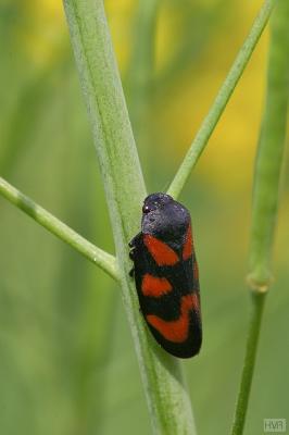 Cercopis vulnerata