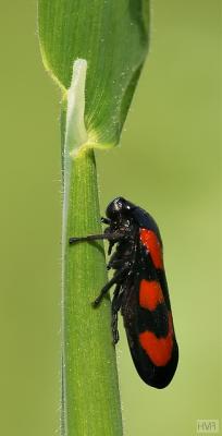 Cercopis vulnerata