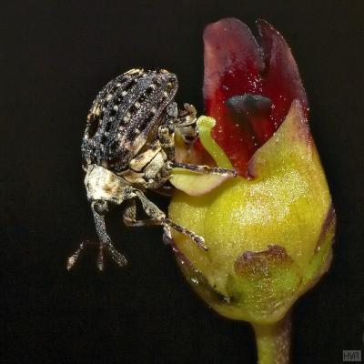 Mullein weevil on Common Figwort