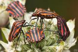 Graphosoma italicum on Astrantia major