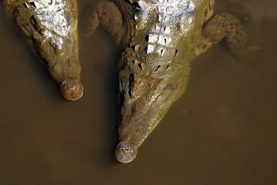 u16/iainrussell/medium/11266852.twocrocs.jpg