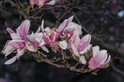 Magnolia Beauty