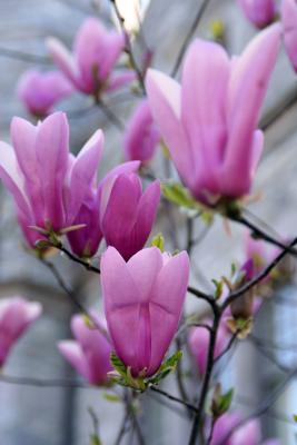 Spring at UPenn