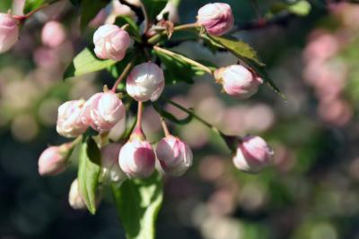 Spring at UPenn