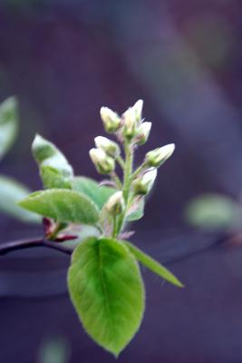 Spring at UPenn