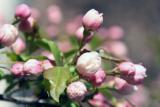 Spring at UPenn