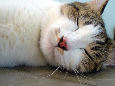 nap attack