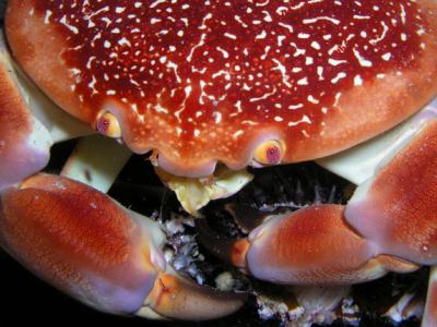 batwing coral crab munching on a sea urchin