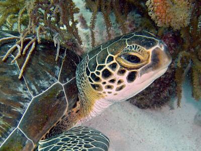 Green Turtle