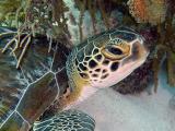 Green Turtle