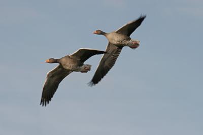 Greylag Geese Flying