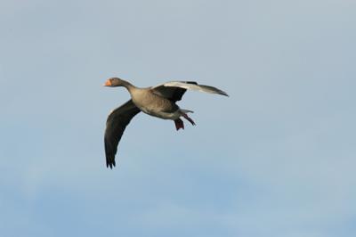 Greylag Goose Landing