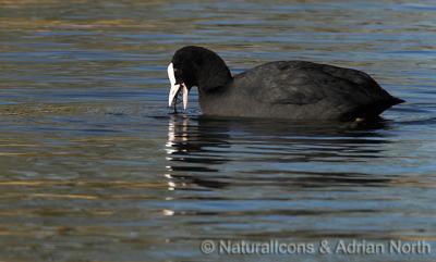 Coot Eating