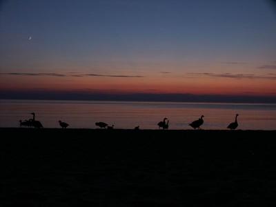 A flock of Canada Geese: can't decide which way to go.