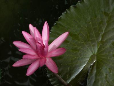 Flowers and Plants