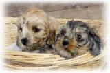 2 Dandie Pups Painting