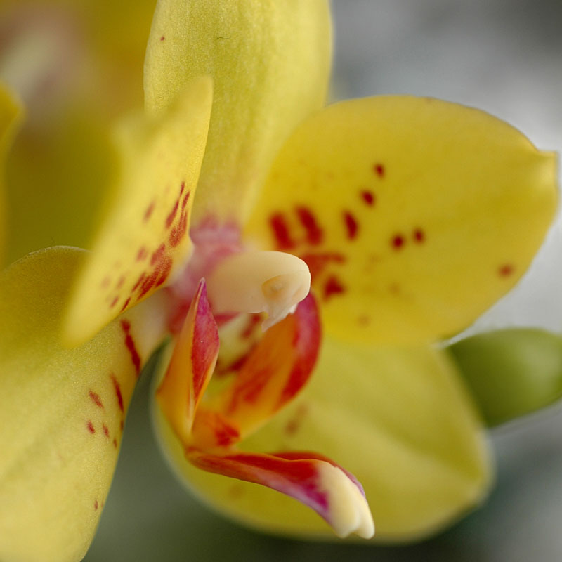 DSC_3954ps squarelow res.jpg
