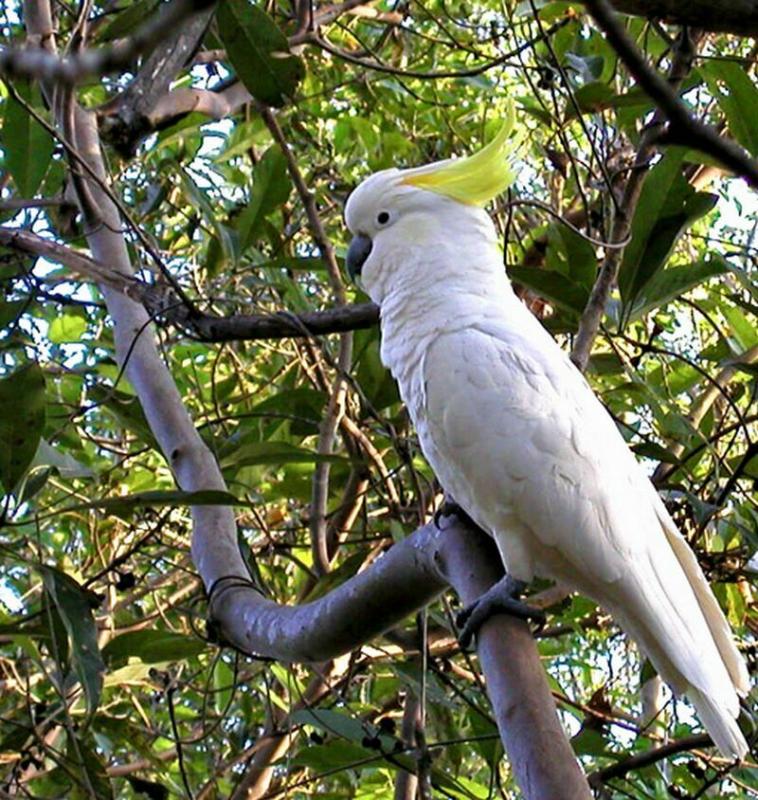 Cockatoo4copy.jpg