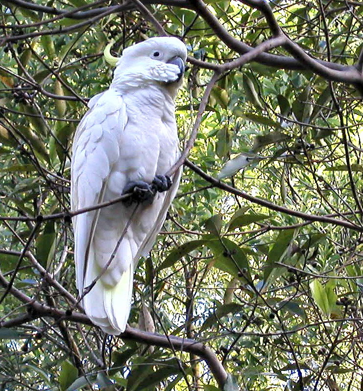 Cockatoo2.jpg