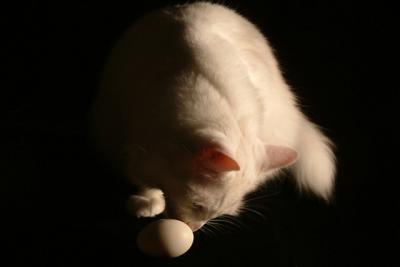 Egg Playing with Cat