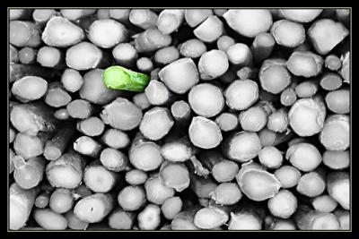 Gai Lan Emergent