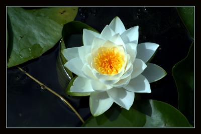 Water Lily II