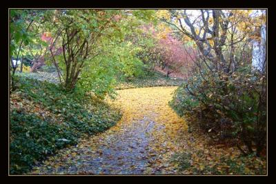 Pathway in Fall