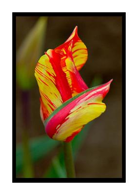 Confused-Tulip.jpg