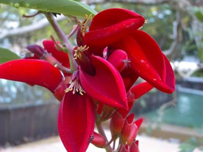 u16/jan_herbert/medium/39092556.LangkawiFlower20050126044.jpg