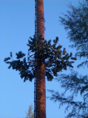 u16/jan_herbert/medium/39103643.CopyofLangkawiTelecomTree20050125011.jpg