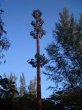 LangkawiTelecomTree2005-01-25 010.jpg