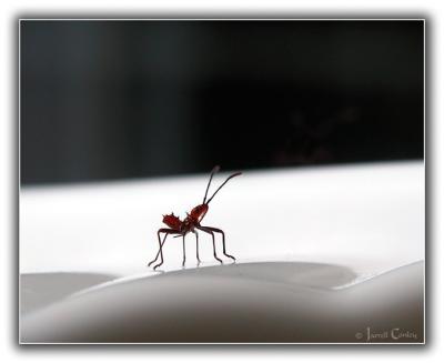 u16/jarrell/medium/20167814.Strangebug.jpg