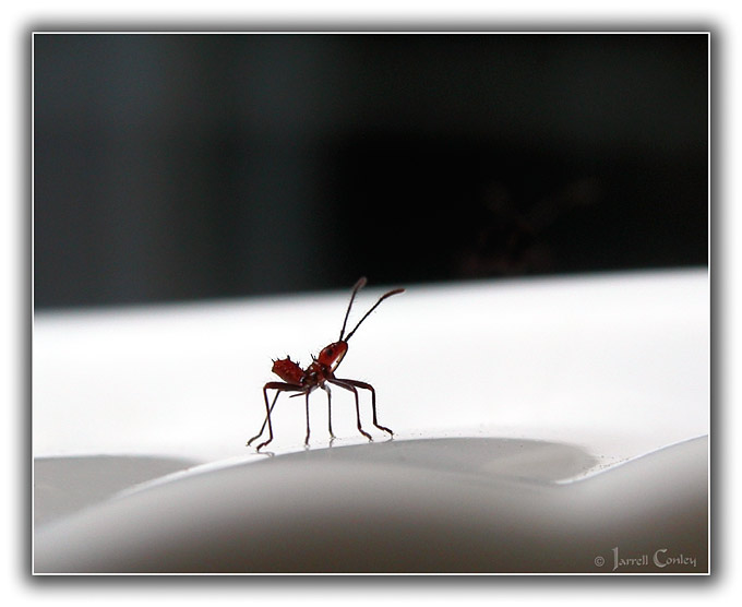 Unknown Insect