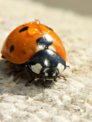 lady bug 2.jpg