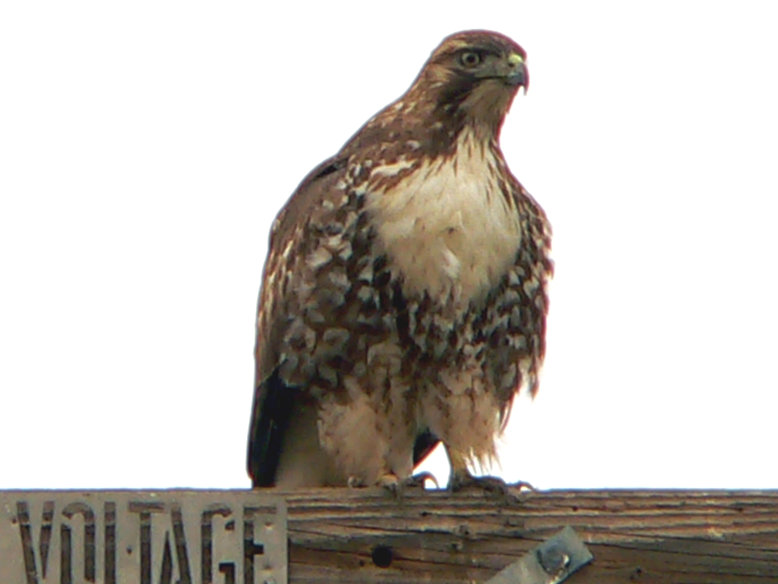 redtail hawk.jpg