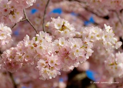 Washington's Cherry Blossoms