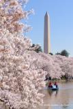Cherry Blossoms at The Tidal Basin #1