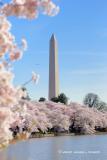 Cherry Blossoms at the Tidal Basin #2